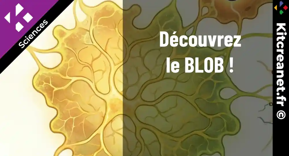 Kitcreanet Le blob article